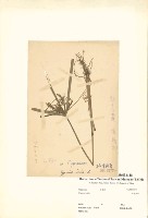 藏品(碎米莎草)的圖片